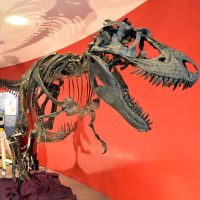 Gorgosaurus, dinosaur, Manchester Museum