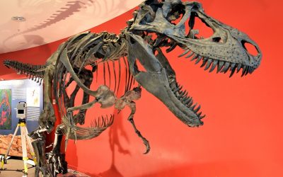 Meet Gorgosaurus at Manchester Museum