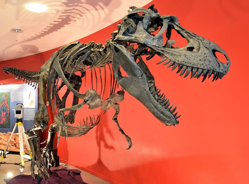 Meet Gorgosaurus at Manchester Museum