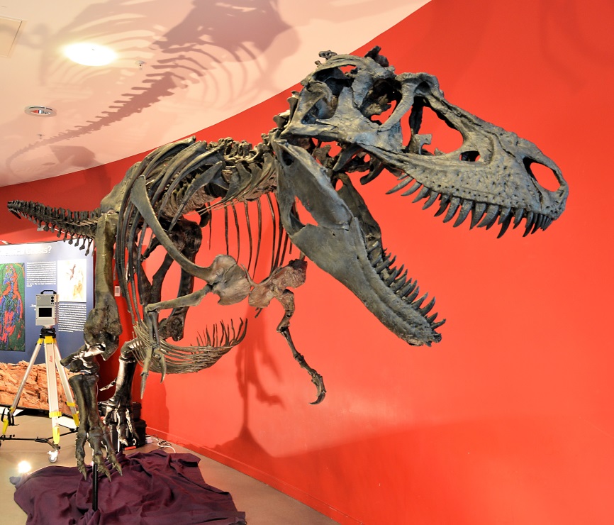 Gorgosaurus, dinosaur, Manchester Museum