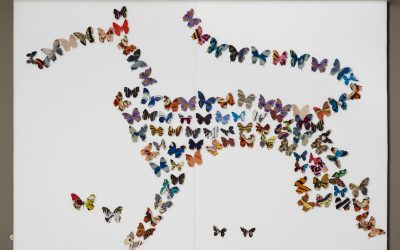 Manchester Museum Holding Butterfly Release on Election Day