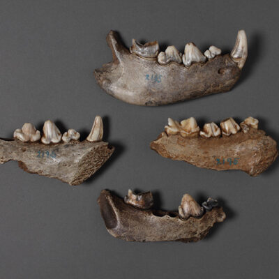 Manchester Museum - Discovering Neanderthals