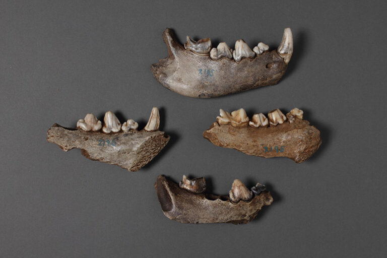 Manchester Museum - Discovering Neanderthals