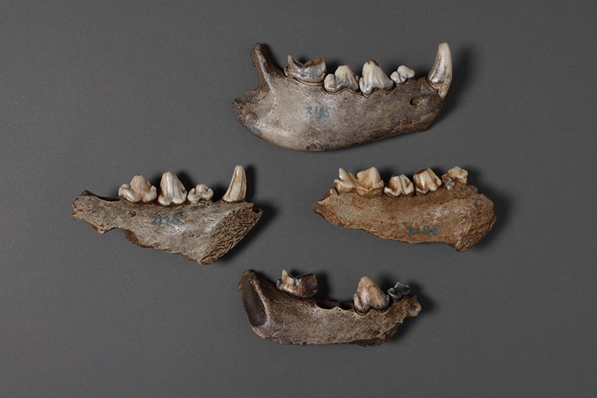 Manchester Museum - Discovering Neanderthals
