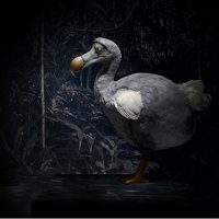 image of a dodo