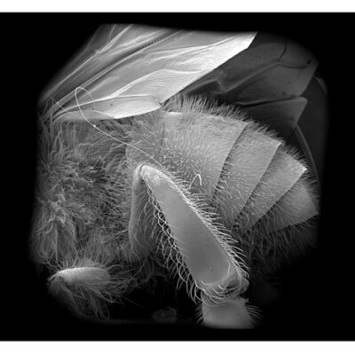 image of Honey Worker bee