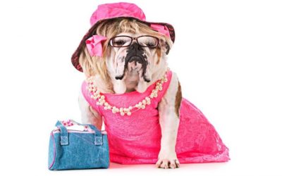 Could your dog appear in Legally Blonde at the Palace Theatre?