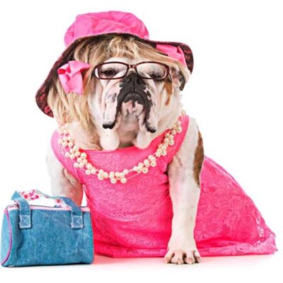 Legally Blonde The Musical comes to the Palace Theatre Manchester