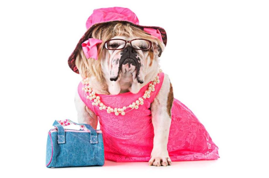 Could your dog appear in Legally Blonde at the Palace Theatre?