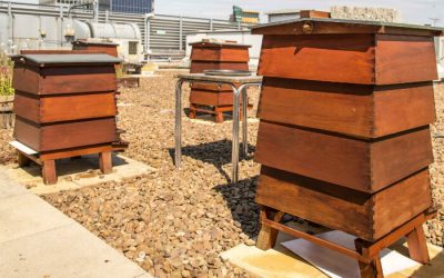 Adopt a bee at the Printworks