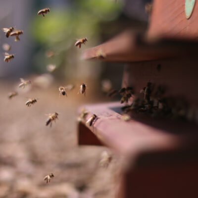 Adopt a bee at The Printworks