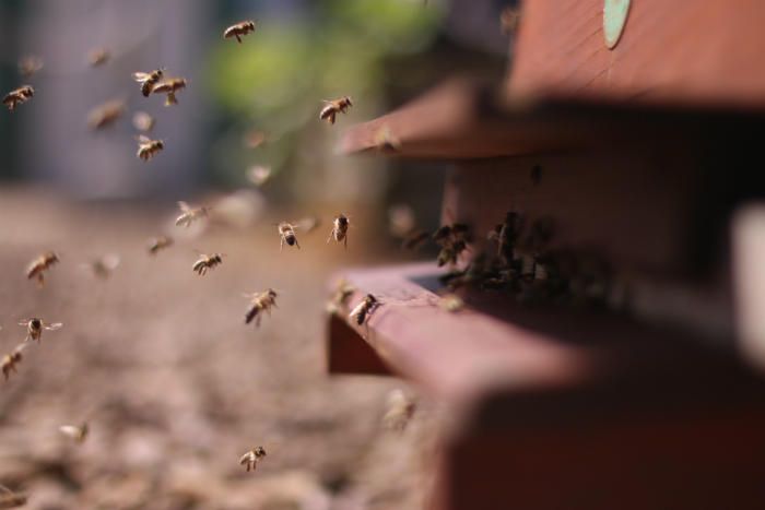 Adopt a bee at The Printworks