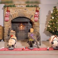 Manchester Dogs Home - Christmas