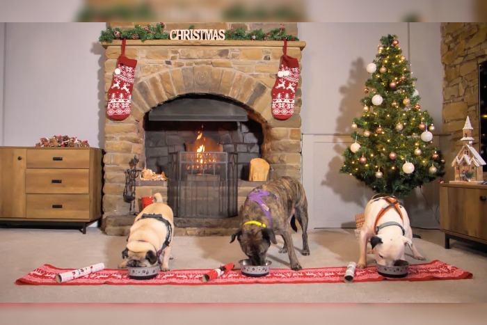 Manchester Dogs Home - Christmas