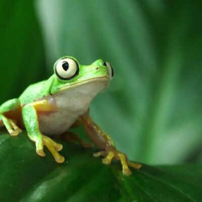 Manchester Museum - Lemur Frog