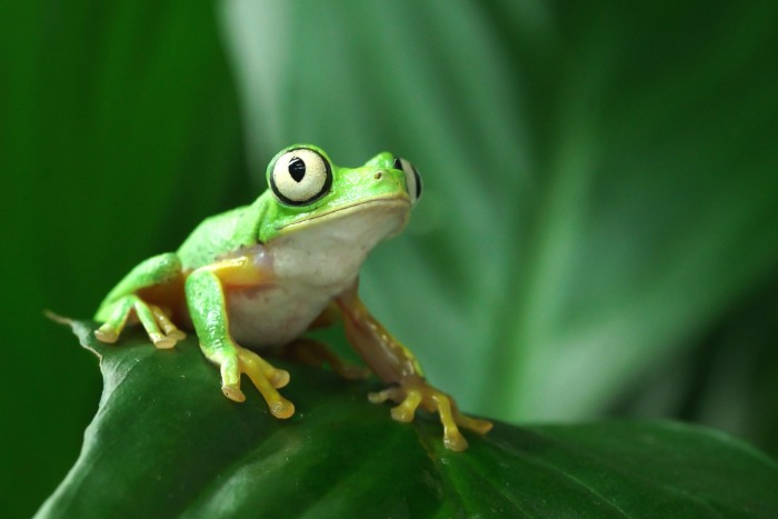 Frog Friday is coming to Manchester Museum online