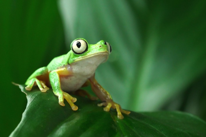 Manchester Museum - Lemur Frog