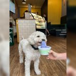 Frurt offering dog friendly frozen yoghurts