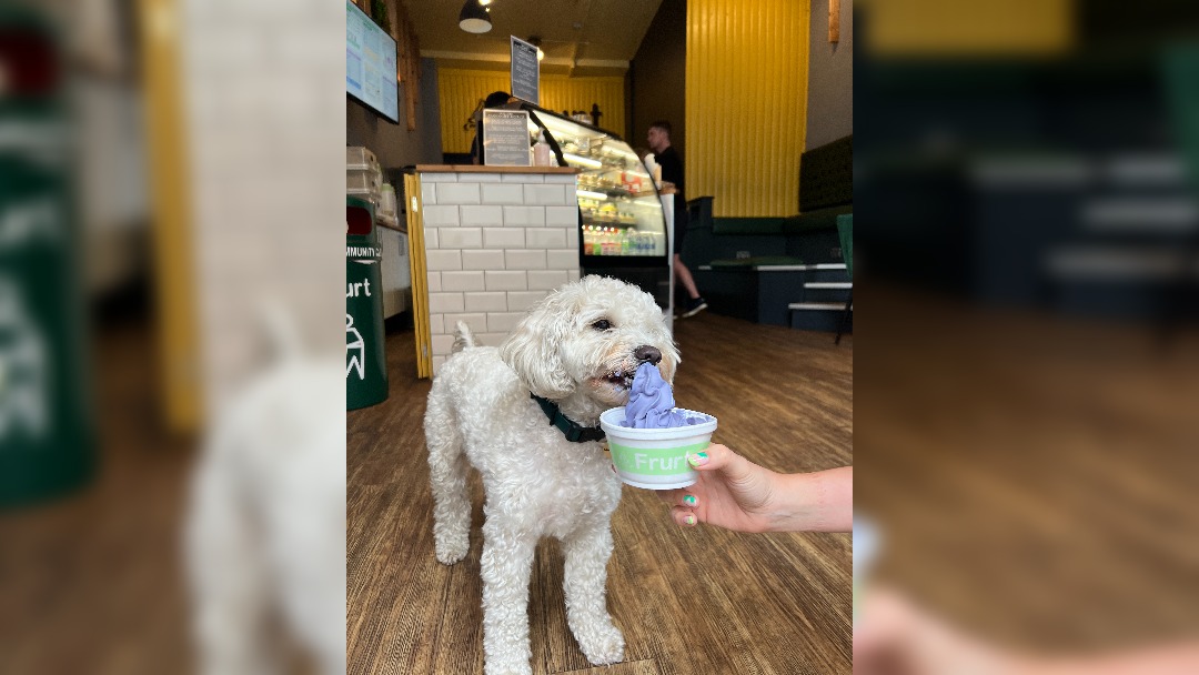 Frurt offering dog friendly frozen yoghurts