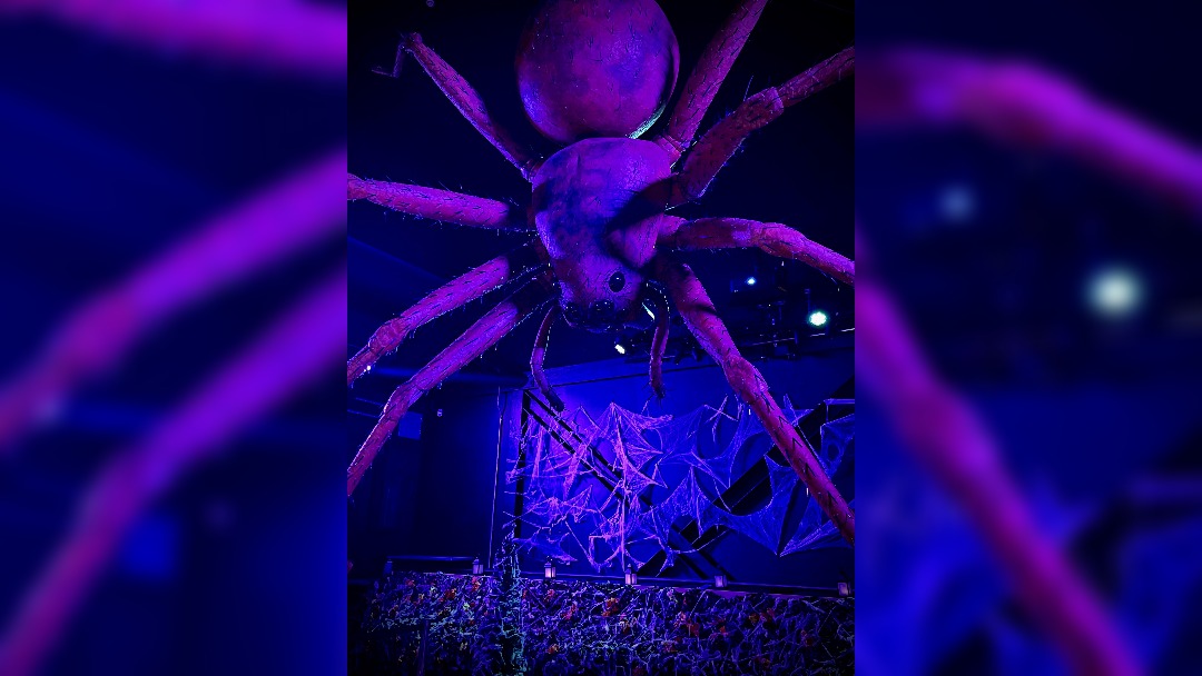 Giant spider takes nest at Eureka! Science + Discovery