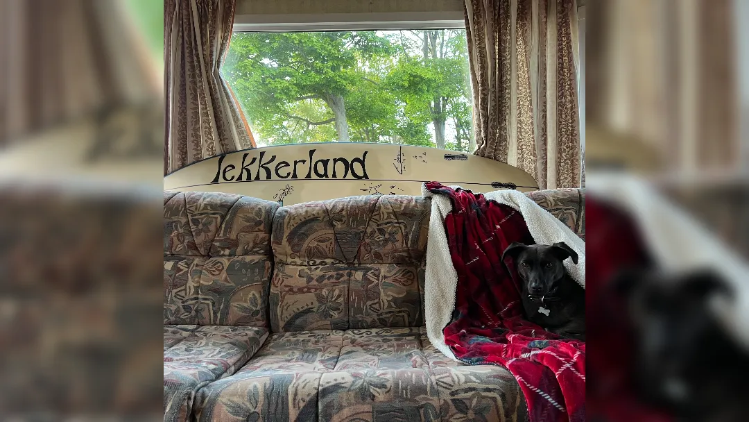 promotional image of a dog sat in a caravan for Casey Lowery's Lekkerland EP